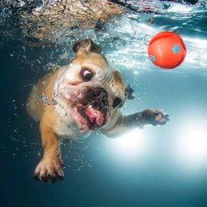 Meet your Posher, Gerald